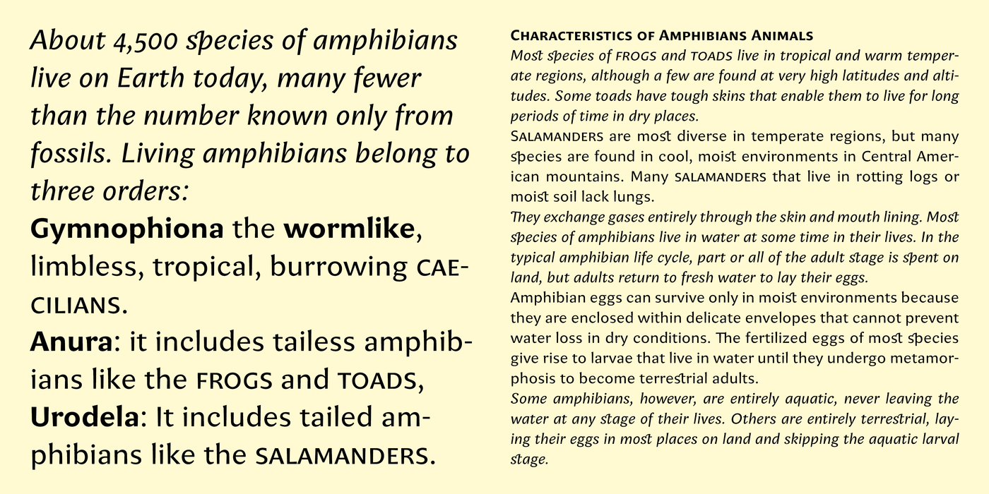Full amphibia specimen10
